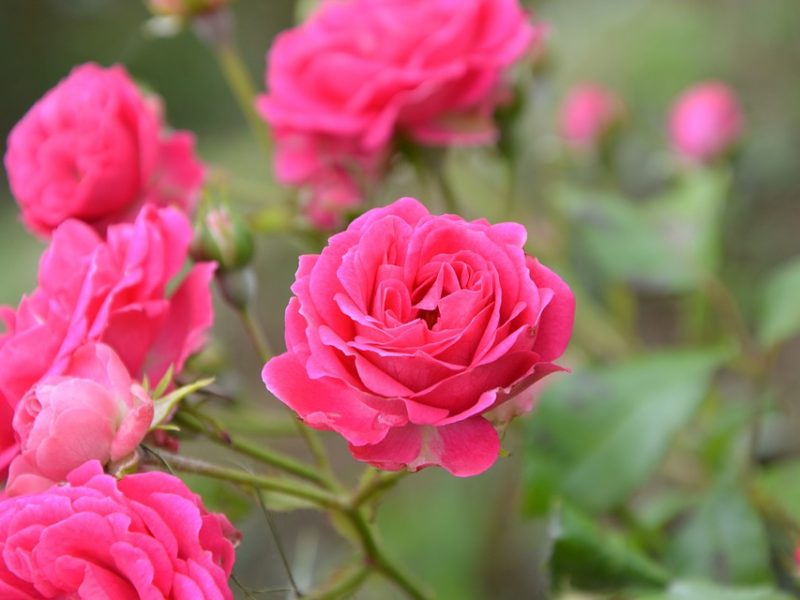9 idées pour (bien) utiliser des rosiers au jardin