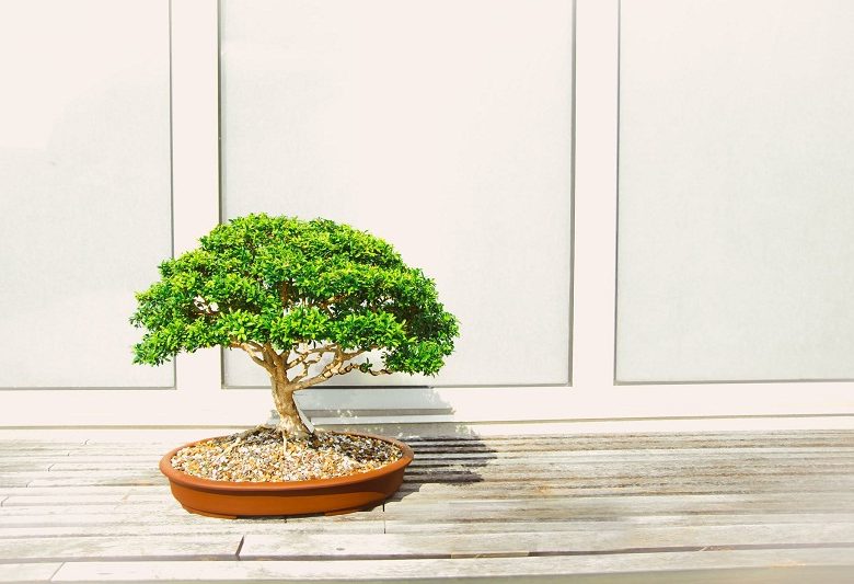 Les astuces pour bien s’occuper d’un arbre japonais